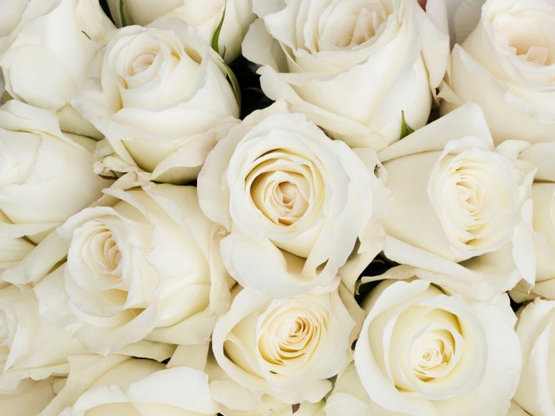 Картина на холсте Белые розы крупным планом, арт hd0484601