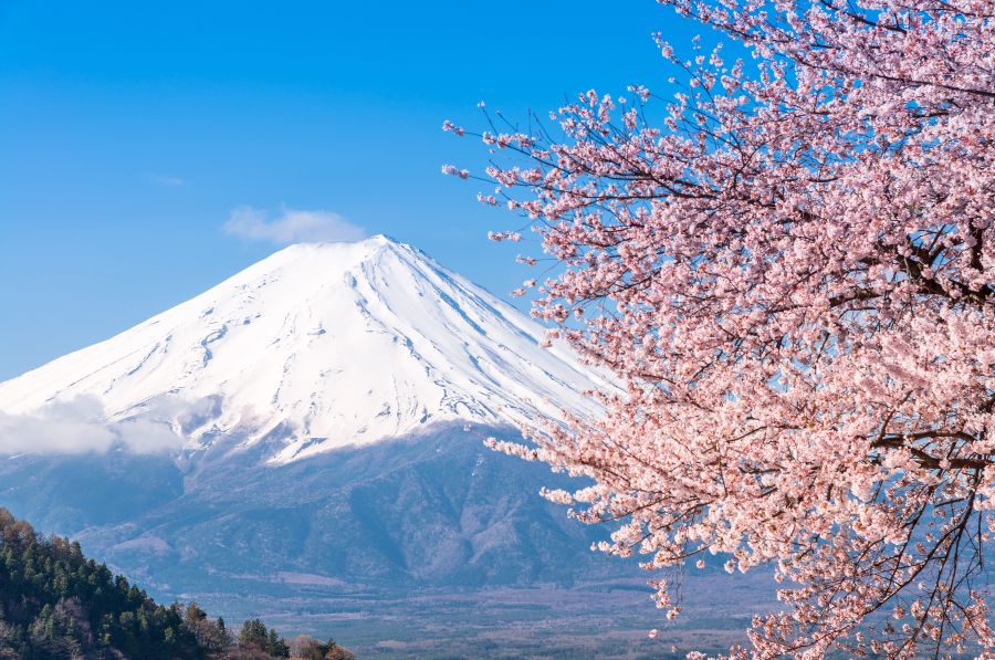 Картина на холсте Гора Фудзи и сакура, арт hd0727901
