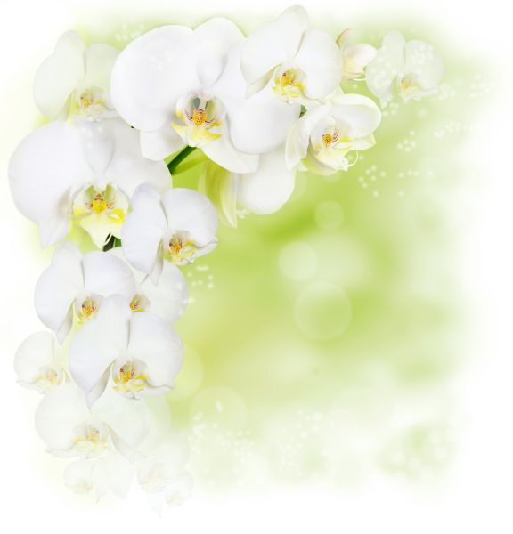 Картина на холсте белая орхидея, арт hd0673501