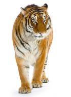 Фреска Тигр на белом фоне