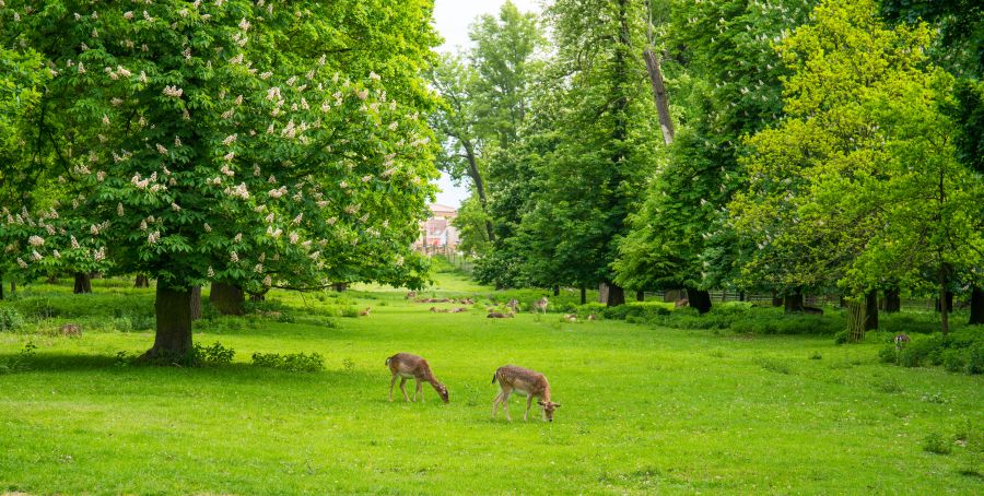 Фреска Олени в парке