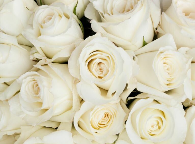Картина на холсте Белые розы крупным планом, арт hd0484601