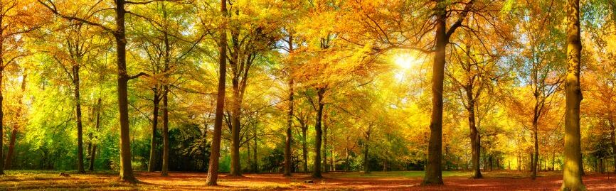 Картина на холсте Осенний парк в лучах солнца, арт hd0778601