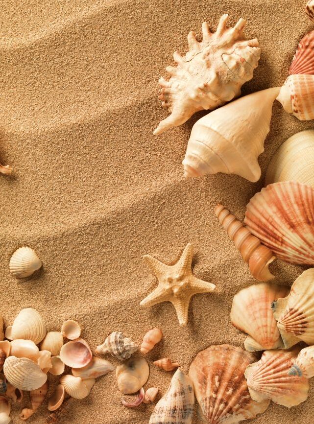 Картина на холсте ракушки на песке, арт hd1275001