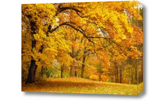 Картина Яркая золотая осень