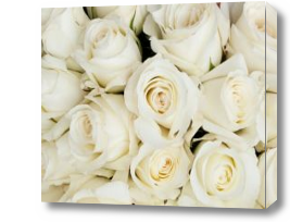 Картина Белые розы крупным планом
