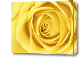 Картина Желтая роза