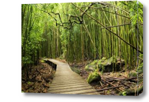 Картина тропинка в бамбуковом лесу