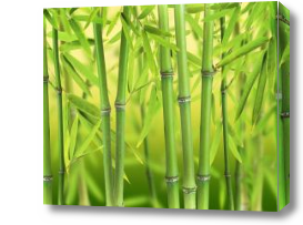 Картина бамбуковые стебли