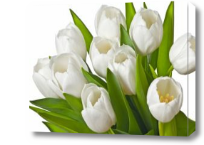Картина Букет белых тюльпанов